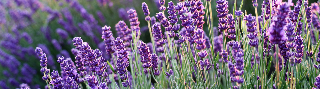 field of lavendar