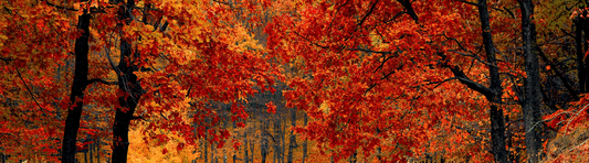 autumnal trees